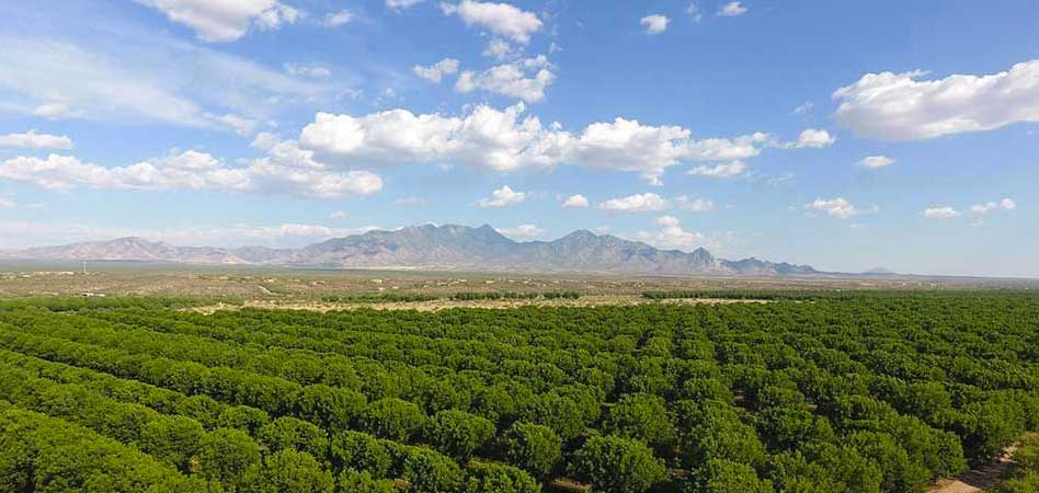 Pecan groves skirt the east side if Green Valley, making the town a lush oasis in the Sonoran Desert. The nearby Santa Rita Mountains add to the region’s varied topography.