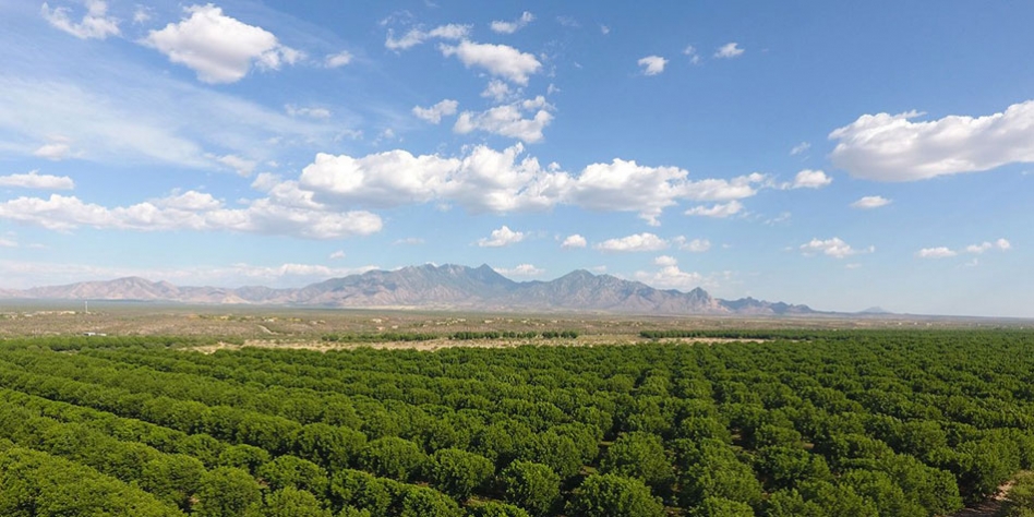 Pecan groves skirt the east side if Green Valley, making the town a lush oasis in the Sonoran Desert. The nearby Santa Rita Mountains add to the region’s varied topography.