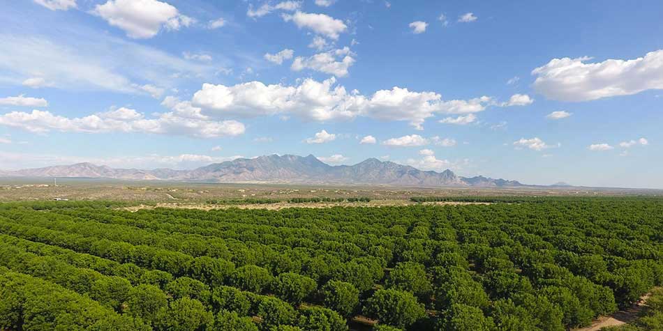 Pecan groves skirt the east side if Green Valley, making the town a lush oasis in the Sonoran Desert. The nearby Santa Rita Mountains add to the region’s varied topography.